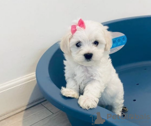 Photo №1. bichon maltais - à vendre en ville de Stockholm | négocié | Annonce №113170