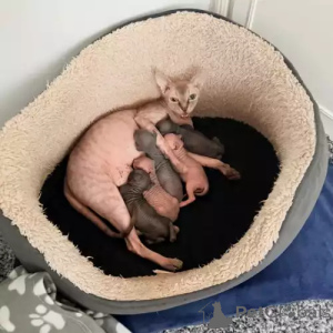 Photo №1. donskoy - à vendre en ville de Beaucoup | 380€ | Annonce № 167252