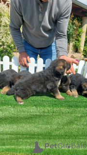 Photo №2 de l'annonce № 139067 de la vente chien à loutre - acheter à Serbie 