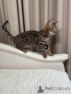 Photo №1. bengal - à vendre en ville de Uppsala | 750€ | Annonce № 153261