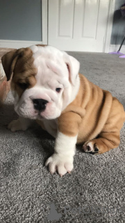 Photo №4. Je vais vendre bulldog anglais en ville de Middelfart. éleveur - prix - 380€