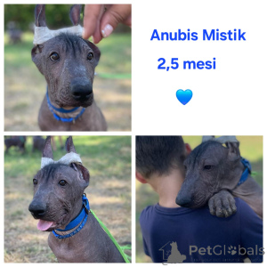 Photo №3. Puppies mexicains avant (. Bulgarie