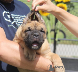 Photos supplémentaires: Chiots Cane Corso