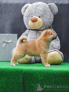 Photo №1. shiba - à vendre en ville de Zrenjanin | négocié | Annonce №81774