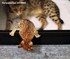 Photo №3. chatons serval et caracal disponibles. Ukraine