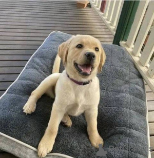 Photo №2 de l'annonce № 157838 de la vente labrador retriever - acheter à Allemagne annonce privée