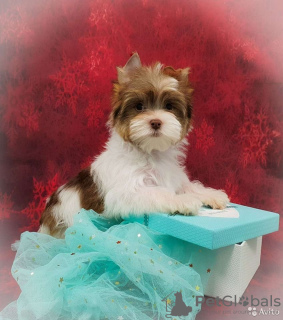 Photo №1. biewer yorkshire terrier - à vendre en ville de Saint-Pétersbourg | 561€ | Annonce №8354