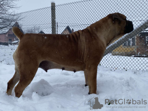 Photos supplémentaires: Chiots Boerboel Mastiff sud-africains