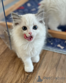 Photo №1. ragdoll - à vendre en ville de Fiburg | négocié | Annonce № 158063