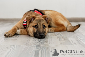 Photo №2 de l'annonce № 133391 de la vente chien bâtard - acheter à Fédération de Russie annonce privée