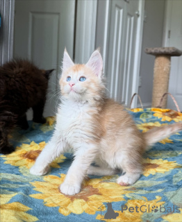 Photo №3. Rencontrez Léo notre petit lion au cœur d'or. Courageux, aimant et plein de. Belgique