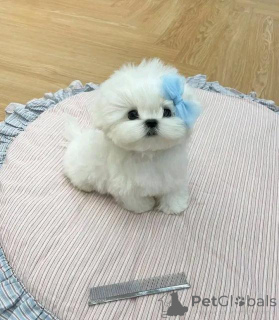 Photo №1. bichon maltais - à vendre en ville de Schwerzenbach | négocié | Annonce №160055