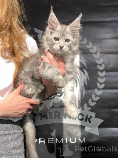 Photo №4. Je vais vendre maine coon en ville de Denver. de la fourrière - prix - 1594€