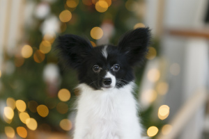 Photo №3. Papillon, chiots. Fédération de Russie