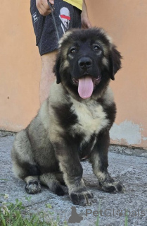 Photo №4. Je vais vendre chien à loutre en ville de Nouveau jardin.  - prix - négocié