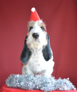 Photos supplémentaires: Griffon Grand Vendian Basset Chiots