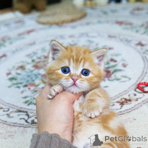 Photo №2 de l'annonce № 155838 de la vente munchkin - acheter à République Tchèque éleveur