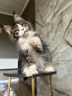 Photo №2 de l'annonce № 169923 de la vente maine coon - acheter à Allemagne éleveur