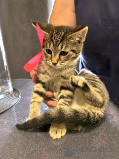 Photo №3. 10 chatons domestiques croisés d'une Britannique recherchent leur maison. Fédération de Russie