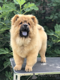 Photos supplémentaires: Chiots Chow Chow à vendre !