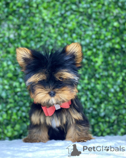 Photo №2 de l'annonce № 149979 de la vente yorkshire terrier - acheter à USA annonce privée, de la fourrière, de l'abri, éleveur