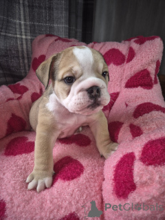 Photo №1. bulldog anglais - à vendre en ville de Boom | négocié | Annonce №169345