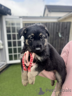 Photo №1. berger allemand - à vendre en ville de Bautzen | négocié | Annonce №166836