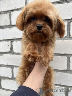 Photo №3. F1 Maltipoo Chiot FILLE. Ukraine