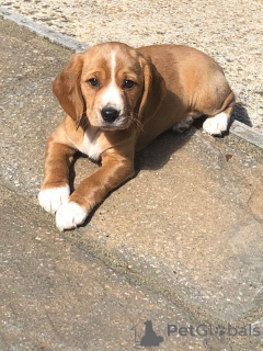 Photo №1. beagle - à vendre en ville de tchèque | 800€ | Annonce №172822