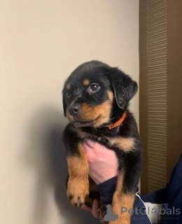 Photo №2 de l'annonce № 176058 de la vente rottweiler - acheter à Allemagne annonce privée