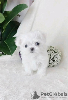 Photo №1. bichon maltais - à vendre en ville de Płock | 400€ | Annonce №126685