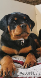 Photo №4. Je vais vendre rottweiler en ville de Rezekne. éleveur - prix - négocié