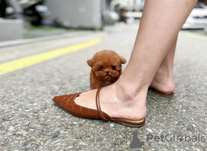 Photo №3. Maltipoo bébés 4 mois jusqu'à 1 kg. Fédération de Russie