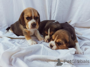 Photo №4. Je vais vendre beagle en ville de Koceljeva.  - prix - négocié