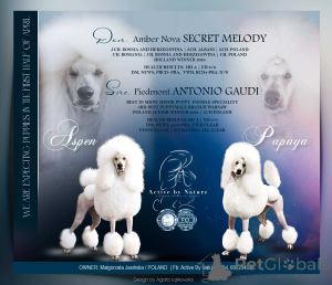 Photo №3. Le caniche royal est blanc.. Pologne