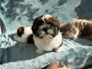 Photo №2 de l'annonce № 66414 de la vente shih tzu - acheter à USA annonce privée