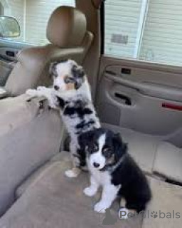 Photo №1. berger australien - à vendre en ville de Rotterdam | 700€ | Annonce №165592