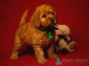 Photo №1. caniche (jouet) - à vendre en ville de Cheung Sha | négocié | Annonce №170470