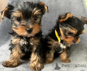Photo №1. yorkshire terrier - à vendre en ville de Berlingrod | négocié | Annonce №168863