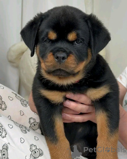 Photo №3. Rottweiler-welpen zur adoption. Allemagne