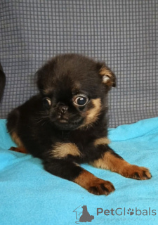 Photo №2 de l'annonce № 165075 de la vente petit brabançon - acheter à Fédération de Russie annonce privée