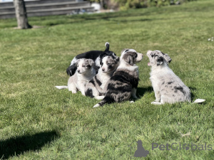 Photo №1. border terrier - à vendre en ville de Milford | 744€ | Annonce №152376