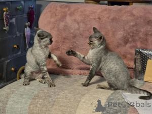Photo №1. devon rex - à vendre en ville de Chotomów | 350€ | Annonce № 178684