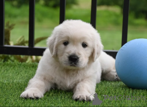 Photo №1. golden retriever - à vendre en ville de Marseille | 1000€ | Annonce №166317