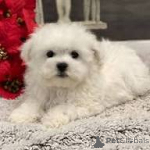 Photo №1. bichon maltais - à vendre en ville de Milan | 700€ | Annonce №165797