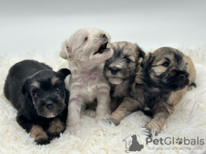 Photo №1. schnauzer miniature - à vendre en ville de Varsovie | négocié | Annonce №121844