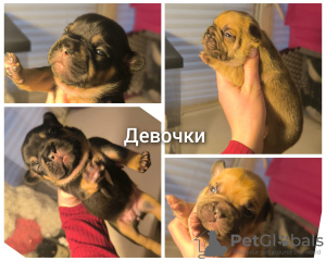 Photo №2 de l'annonce № 124026 de la vente bouledogue - acheter à Fédération de Russie de la fourrière