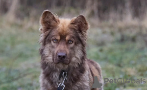 Photo №2 de l'annonce № 25086 de la vente chien bâtard - acheter à Fédération de Russie annonce privée