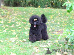 Photo №4. Je vais vendre caniche (jouet) en ville de Belgrade. éleveur - prix - 400€