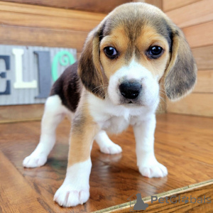 Photo №1. beagle - à vendre en ville de Франкфурт-на-Майне | 700€ | Annonce №134924